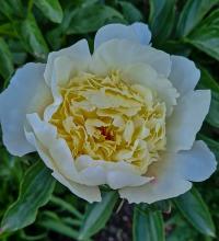 Pivoňka (Paeonia)