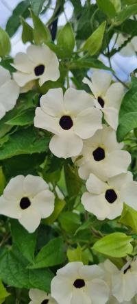 Thunbergie křídlatá (Thunbergia alata)
