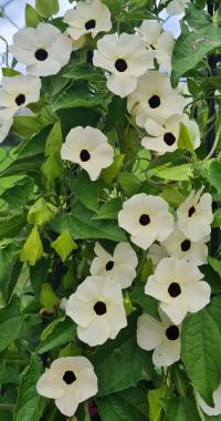 Thunbergie křídlatá (Thunbergia alata)