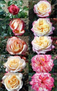 Růže 'Kordes Jubilee' - Velkokvěté růže (Rosa)