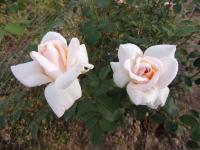 Růže 'Grand Mogul' (Rosa)