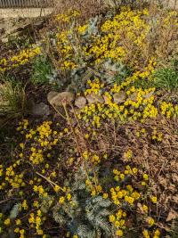 Talovín zimní (Eranthis hyemalis)