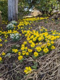 Talovín zimní (Eranthis hyemalis)