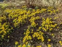 Talovín zimní (Eranthis hyemalis)