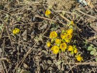 Talovín zimní (Eranthis hyemalis)
