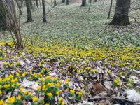 Talovín zimní (Eranthis hyemalis)