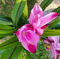 Kurkumovník (Curcuma)
