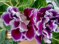 Gloxínie (Sinningia)