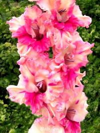 Mečík 'Babylon' (Gladiolus)