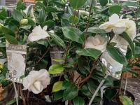 Kamélie japonská 'Nuccio's Gem' (Camellia japonica)