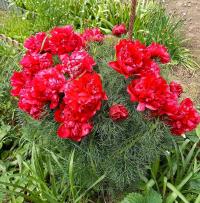 Pivoňka úzkolistá 'Plena' (Paeonia tenuifolia)