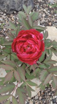 Pivoňka keřovitá 'Shima Nishiki' (Paeonia suffruticosa)