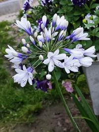Kalokvět (Agapanthus)
