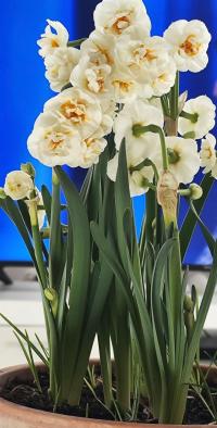 Narcis 'Bridal Crown' - Plnokvěté narcisy (Narcissus)