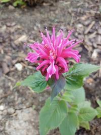 Zavinutka (Monarda)