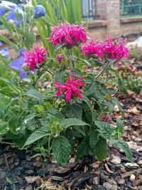 Zavinutka (Monarda)