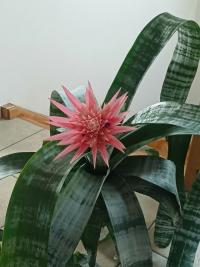 Echmea pruhovaná (Aechmea fasciata)