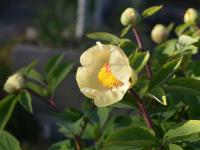 Pivoňka Mlokosevitčova 'Yellow Caucasian' (Paeonia mlokosewitschii)
