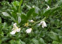 Citronečník trojlistý (Poncirus trifoliata)
