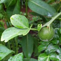 Citronečník trojlistý (Poncirus trifoliata)