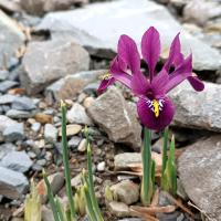 Kosatec síťkovaný 'Rejoice' (Iris reticulata)
