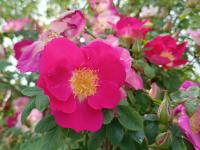 Růže bedrníkolistá 'Frühlingszauber' (Rosa spinosissima)