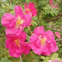 Růže bedrníkolistá 'Frühlingszauber' (Rosa spinosissima)