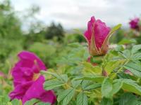 Růže svraskalá 'Belle Poitevine' (Rosa rugosa)