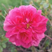Růže 'Rosarium Uetersen' - Pnoucí růže (Rosa)