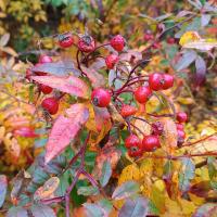 Růže virginská (Rosa virginiana)