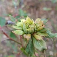 Růže čínská 'Viridiflora' (Rosa chinensis)