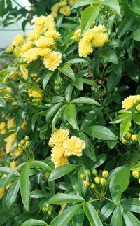 Růže Banksové 'Lutea' (Rosa banksiae)