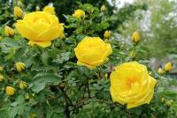 Rosa x harisonii - růže Harisonova