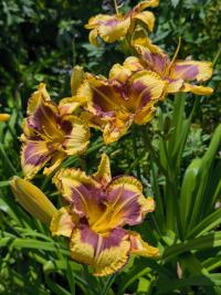 Denivka 'Irresistable Charm' (Hemerocallis)