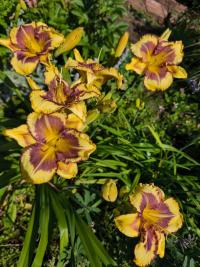 Denivka 'Irresistable Charm' (Hemerocallis)