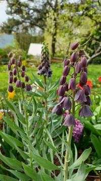 Řebčík perský (Fritillaria persica)