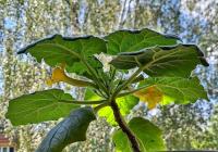 Ukarína (Uncarina roeoesliana)