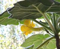 Ukarína (Uncarina roeoesliana)