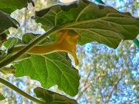 Ukarína (Uncarina roeoesliana)