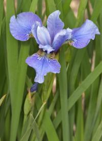 Kosatec 'Peg Edwards' - Sibiřské kosatce (Iris)