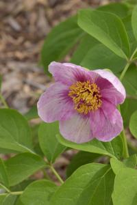 Pivoňka kavkazská (Paeonia caucasica)