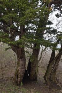 Tis japonský (Taxus cuspidata)