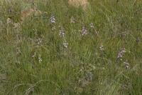 Prstnatec iberský (Dactylorhiza iberica)