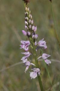 Prstnatec iberský (Dactylorhiza iberica)
