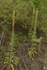 Náprstník rezavý (Digitalis ferruginea)