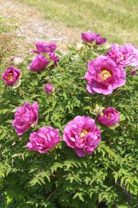 Pivoňka Rockova 'Zi Guan Yu Zhu' (Paeonia rockii)