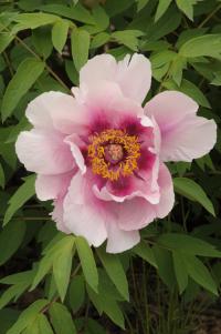 Pivoňka Rockova 'Hong Hai Yin Lang' (Paeonia rockii)