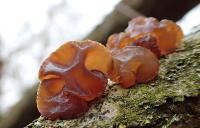 Černorosol terčovitý