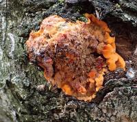 Žilnatka oranžová