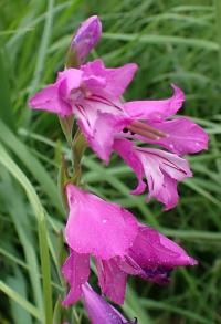 Mečík střechovitý (Gladiolus imbricatus)